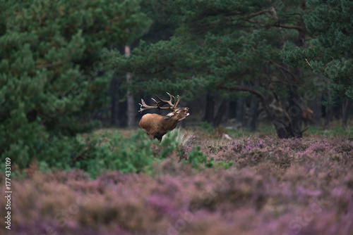 Bellowing red deer stag (cervus elaphus) in rutting season. © ysbrandcosijn