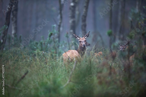 Fototapeta Naklejka Na Ścianę i Meble -  Red deer doe (cervus elaphus) in high grass in misty forest.