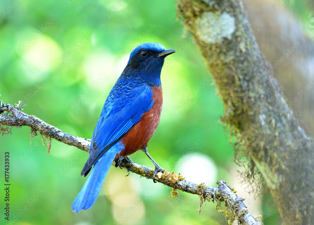 Chestnut-bellied Rock Thrush (Monticola rufiventris) beautiful blue bird with red belly perching on the branch showing back fethers profile over busy background, colorful nature Chestnut-bellied Rock Thrush (Monticola rufiventris) beautiful blue bird with red belly perching on the branch showing back fethers profile over busy background, colorful nature