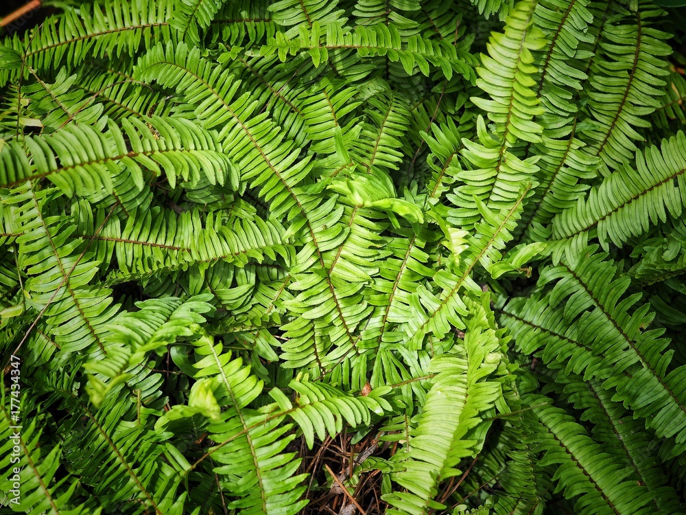 Fern leaves texture background. Fern leaves texture background.