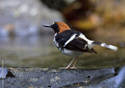 Chestnut-naped forktail (Enicurus ruficapillus) beautiful black and white with brown head bird standing on the rock in stream, amazing creature photo