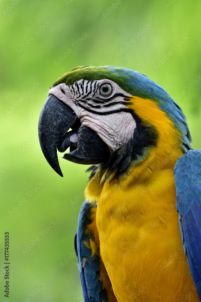 Close up of  blue-and-gold macaw bird, beautiful blue parrot with yellow feathers profile