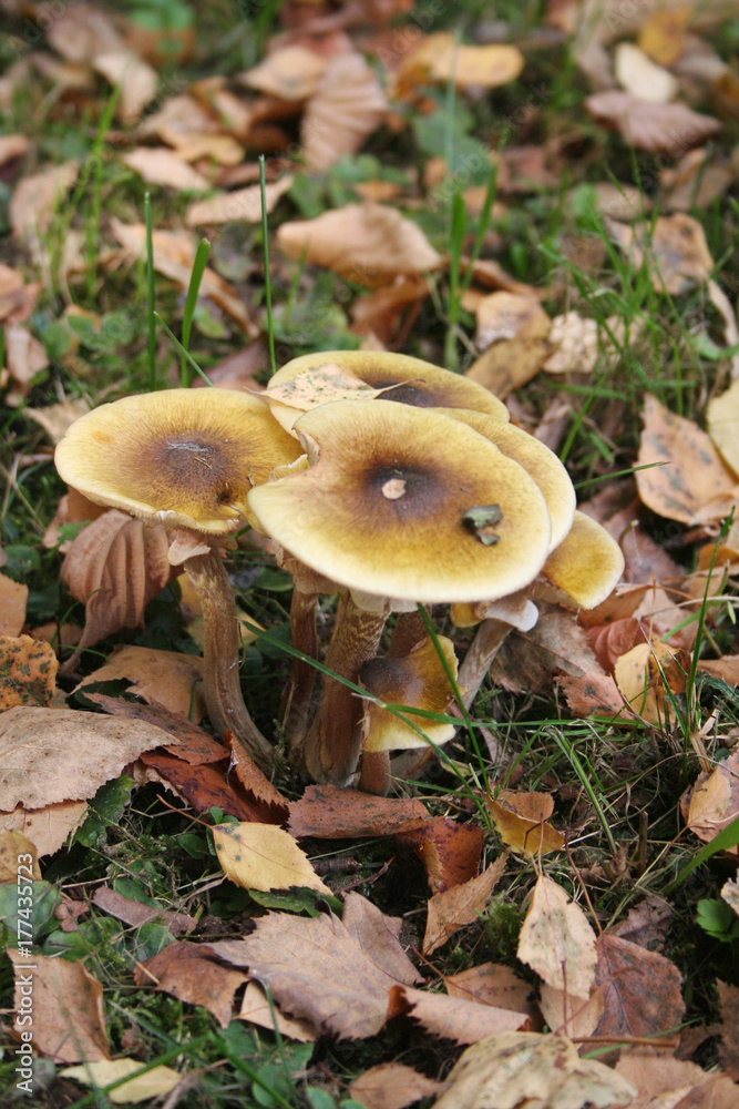 Funghi Chiodini nel bosco. Armillaria mellea Funghi Chiodini nel bosco. Armillaria mellea