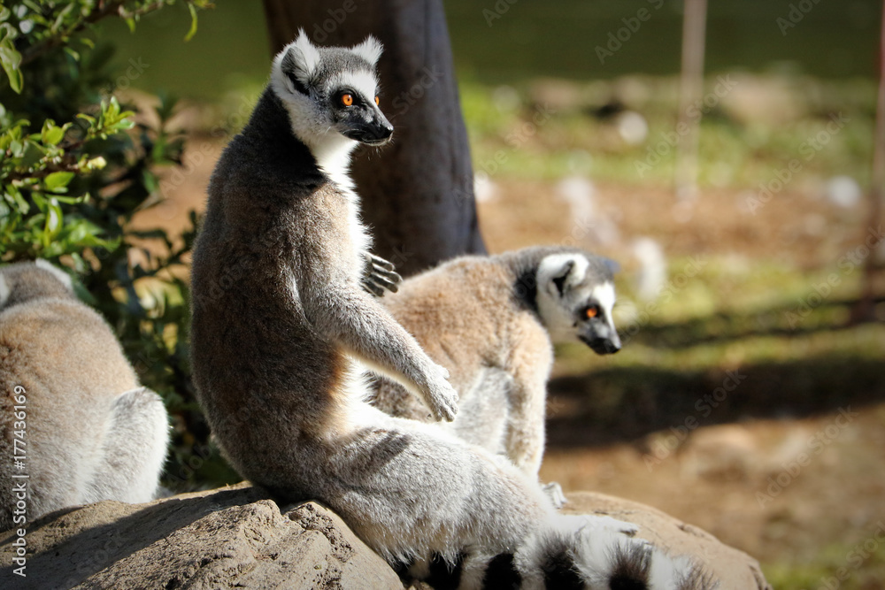 Ring-tailed lemur (lemur catta), South Africa