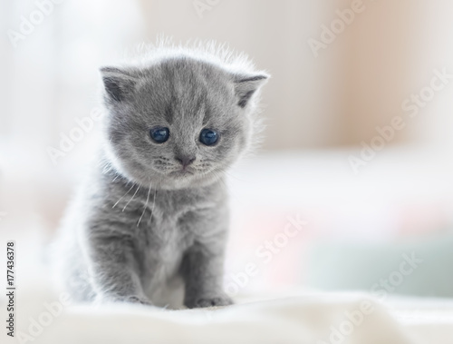 Tablou canvas Cute kitten on bed. British Shorthair