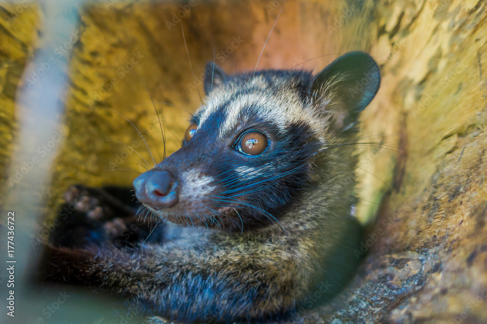 The animal civet is used for the production of expensive most gourmet coffee  Kopi Luwak, in Bali Indonesia Stock Photo | Adobe Stock