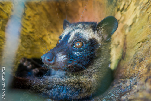 The animal civet is used for the production of expensive most gourmet coffee Kopi Luwak  in Bali Indonesia