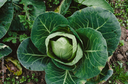 Pointed white cabbage close view