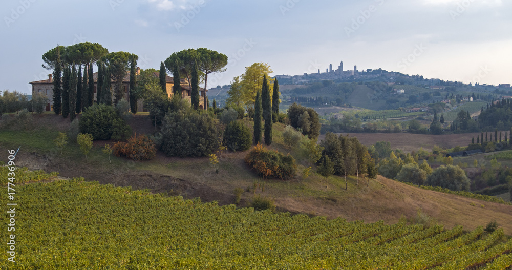 Vineyard and Farm, San Gimignano, Tuscany