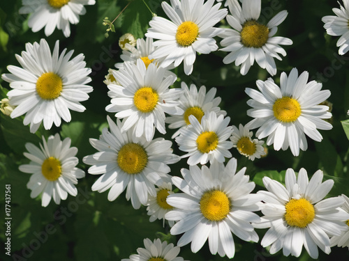 Chamomile flowers on green backround