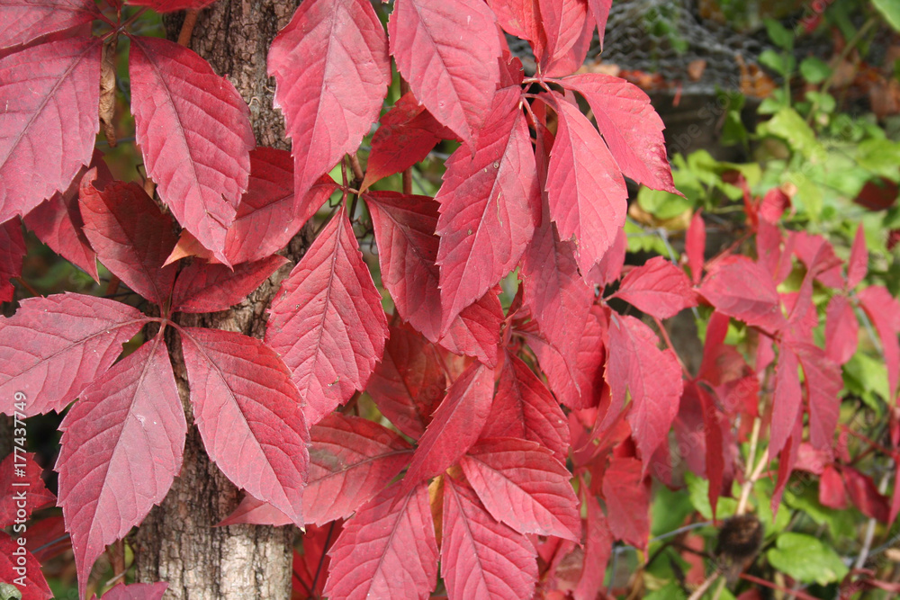 Zdjęcie Stock: Vite americana. Rampicante dalle foglie rosse in autunno.  Parthenocissus quinquefolia | Adobe Stock