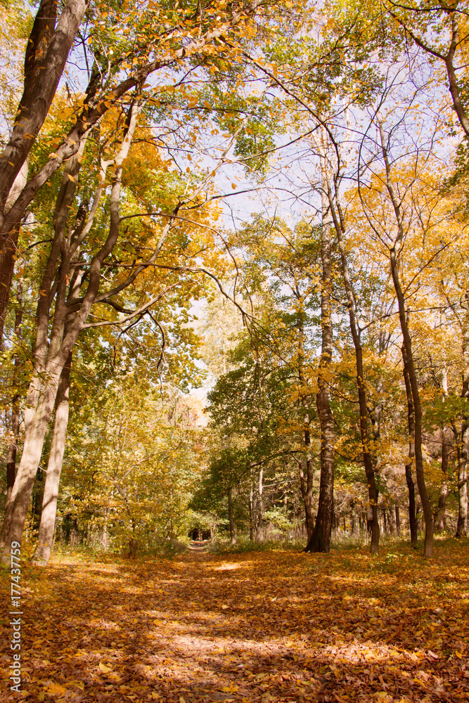 Beautiful autumn forest, blue sky, yellow leaves on trees on sunny day