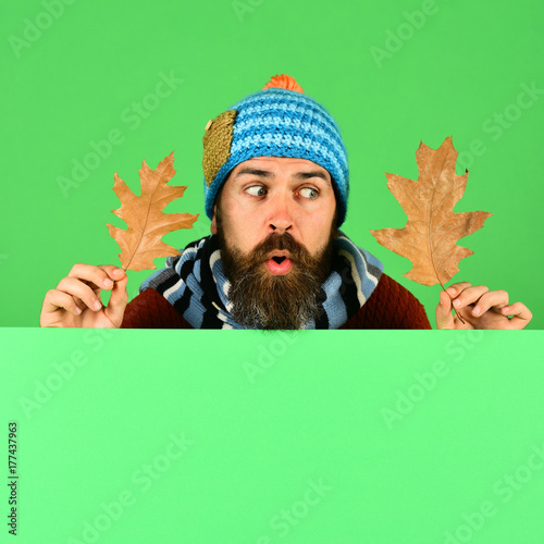 Man in warm hat holds oak leaves on green background