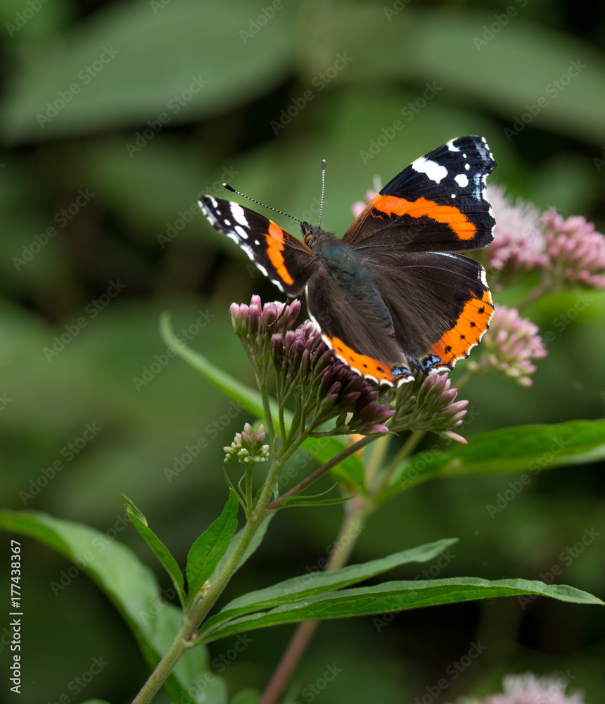 Red Admiral Butterfly - vanessa atalanta Red Admiral Butterfly - vanessa atalanta