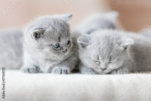 Two cute British shorthair cats.