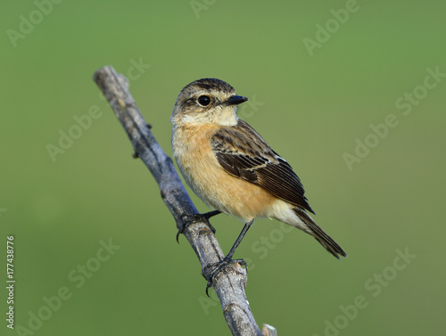 Female of Eastern or Stejneger's Stonechat (Saxicola stejnegeri) beautiful brown bird nicely perching on the branch over green blur background, fascinated creature