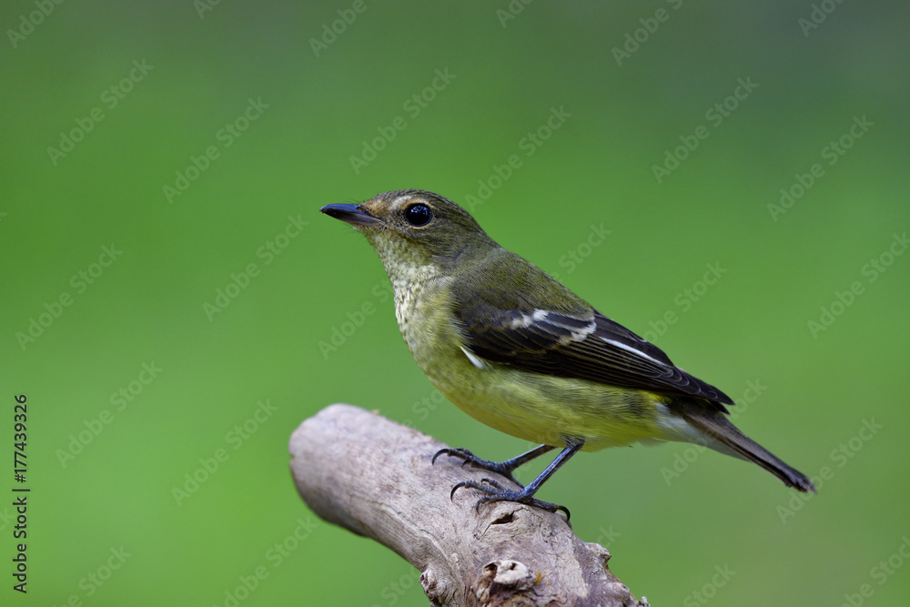 Obraz premium Female of Yellow-rumped flycatcher (Ficedula zanthopygia) fine yellow to pale green bird perching on a branch in low lighting movent over green blur background, exotic nature