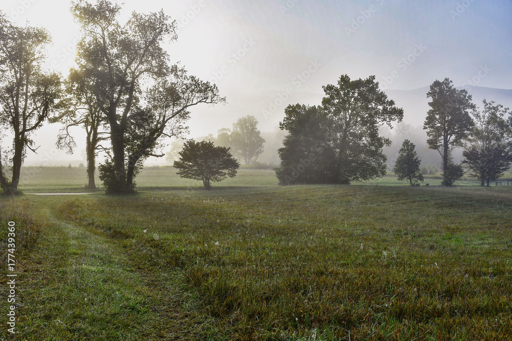Fototapeta premium Foggy Morning Mist