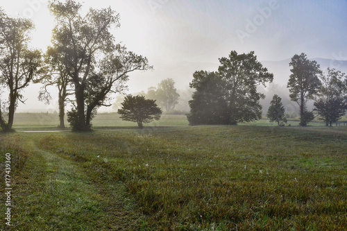 Foggy Morning Mist