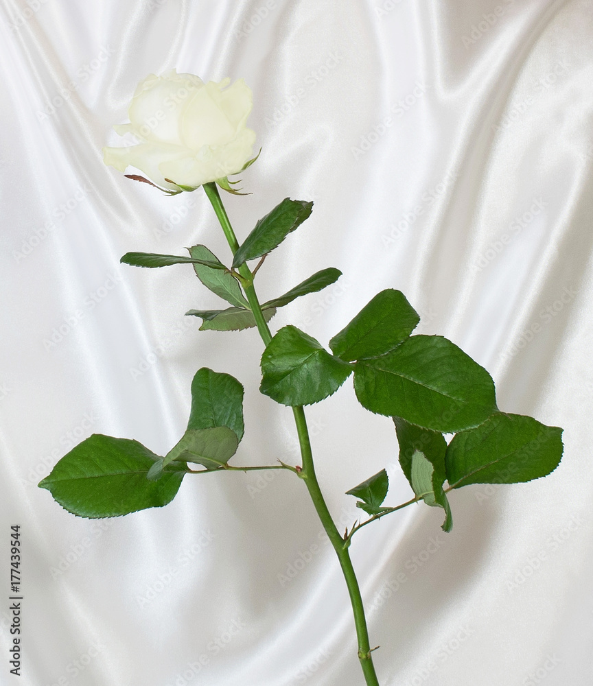 Abstraction of a white rose background,Italy,19 Ottobre 2017,Abstraction  background of a white rose on a silk fabric,silk white,background is  slightly blurred Stock Photo | Adobe Stock
