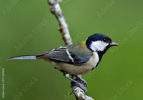 Great, Japanese or Oriental tit (Parus minor) Cute pale grey to yellow back with black head bird perching on branch over green blur background, beautiful nature