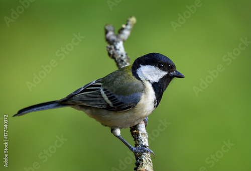 Great, Japanese or Oriental tit (Parus minor) lovely grey to yellow back bird with black head perching on branch over green blur background, beautiful nature