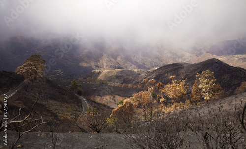 Gran Canaria after forest fire © Tamara Kulikova