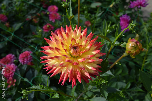 Fototapeta Naklejka Na Ścianę i Meble -  Dahlia jaune et rouge ua jardin en été