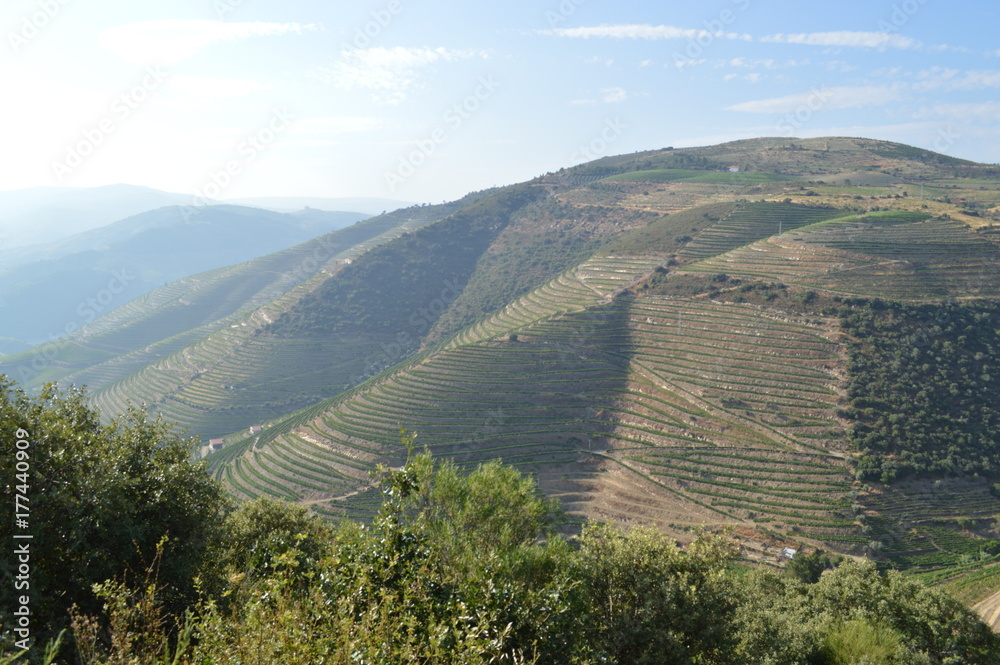 Obraz premium COA/DOURO VINHATEIRO