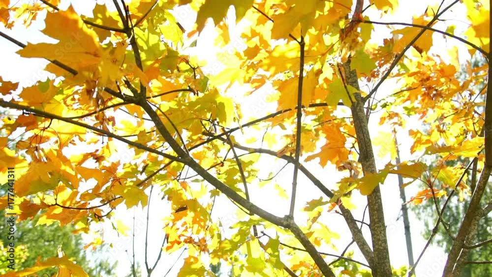 Nature background. Beautiful Sun shine through the blowing on wind tree yellow leaves. Blurred abstract bokeh with sun flare. Sunlight. Sunflare. Autumn foliage Nature background. Beautiful Sun shine through the blowing on wind tree yellow leaves. Blurred abstract bokeh with sun flare. Sunlight. Sunflare. Autumn foliage