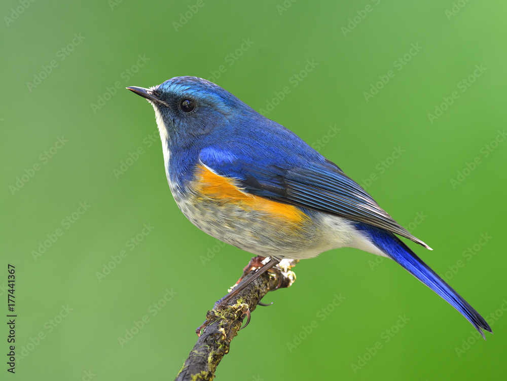 Fototapeta premium Himalayan bluetail or orange-flanked bush-robin (Tarsiger rufilatus) beautiful blue bird with orange side feathers perching on the stick over fine blur green background, exotic nature