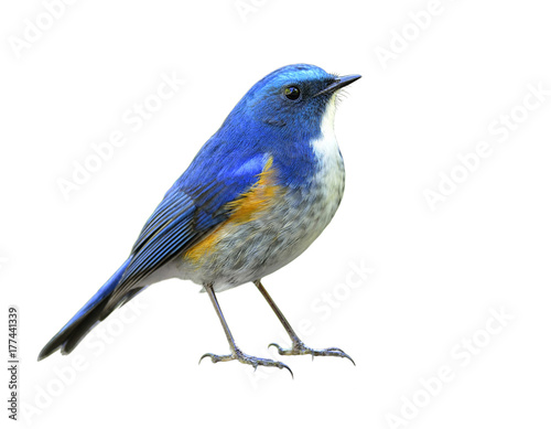 Himalayan bluetail or orange-flanked bush-robin (Tarsiger rufilatus) beautiful blue bird with orange side feathers isolated on white background, fascinated nature photo