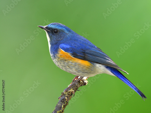 Himalayan bluetail or orange-flanked bush-robin (Tarsiger rufilatus) beautiful blue bird with orange side feathers perching on the stick over fine blur green background, exotic nature