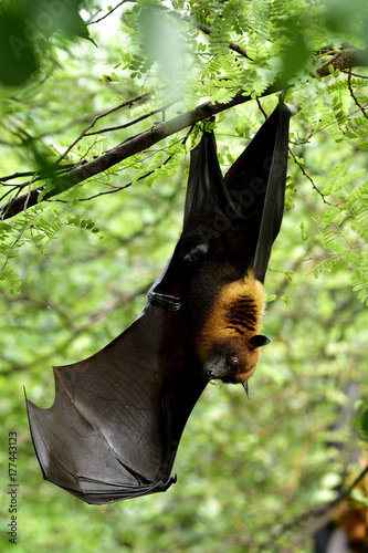Lyle's flying fox (Pteropus lylei) scary mega fruit bat hanging up side down with one wing opened on tree branch in nature