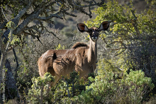 Antelopes in the Kruger National Park, South Africa photo