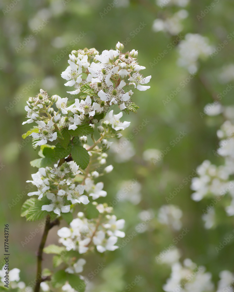 FLOWER FLOWER
