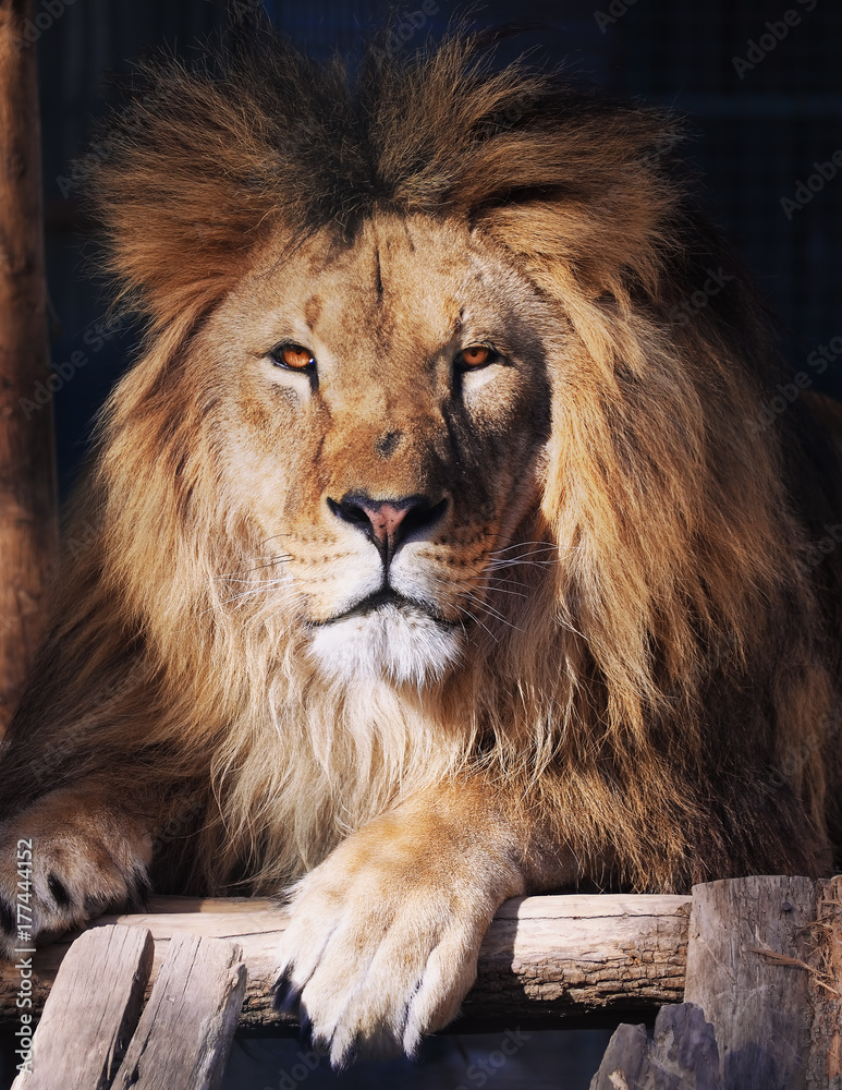 Fototapeta premium Lion portrait looking at the camera
