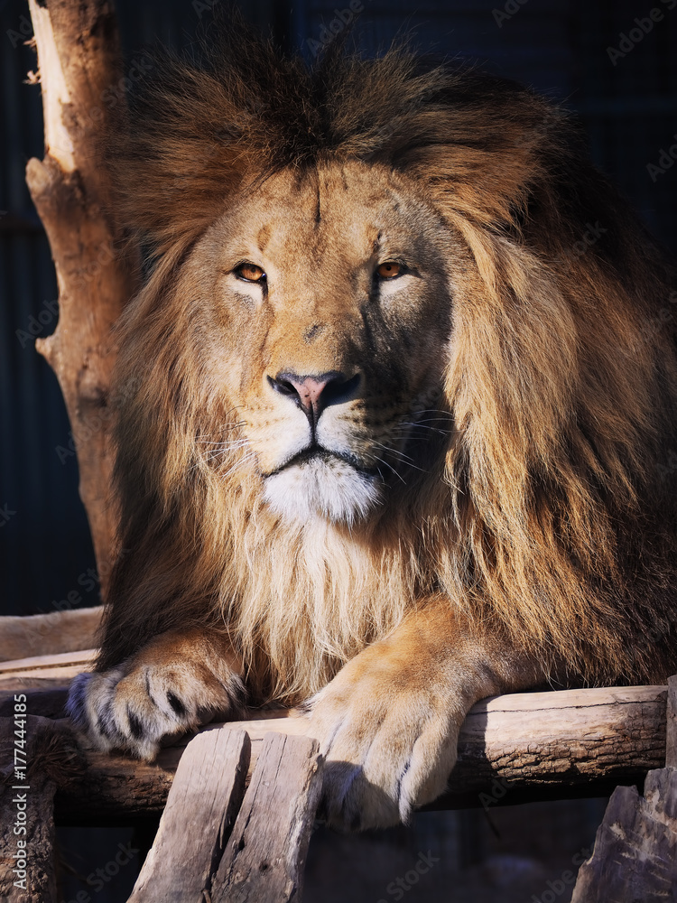 Obraz premium Lion portrait looking to the left serious