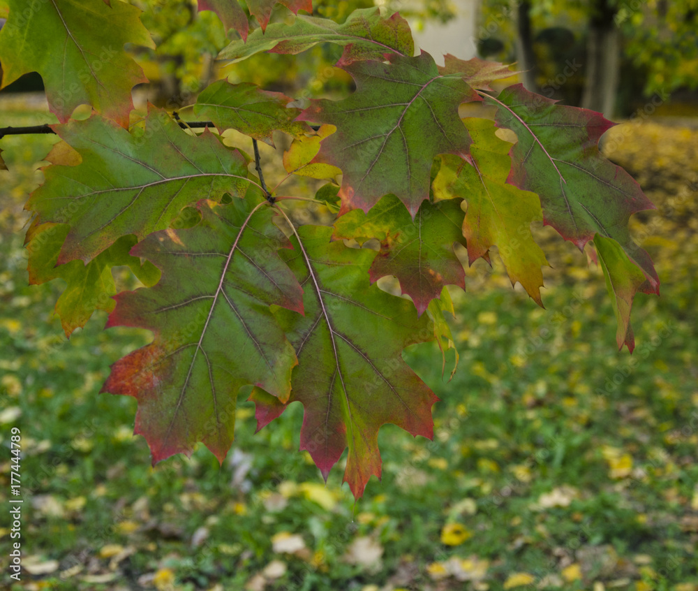 beautiful colorful leaf of a tree beautiful colorful leaf of a tree
