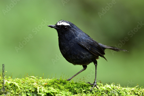 Male of White-browed Shortwing (Brachypteryx montana) cute dark blue bird with white eye brow standing on mossy ground over green background, fascinated nature photo