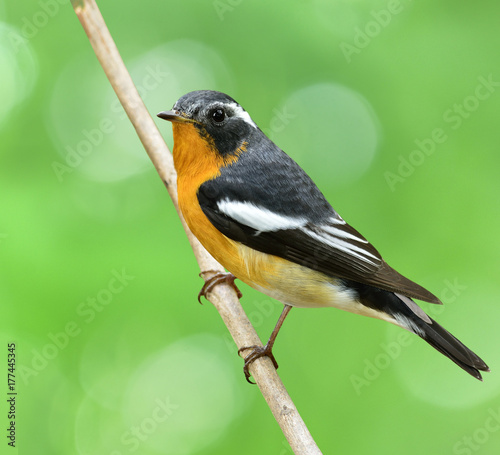 Mugimaki Flycatcher, black and yellow bird perching on the branch with nice blur green background photo