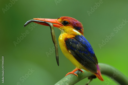 Oriental dwarf kingfisher (Ceyx erithaca) or black-backed kingfisher carrying earth worm with long tail to feed its chicks in the hole nest, beautiful orange and dark blue bird photo