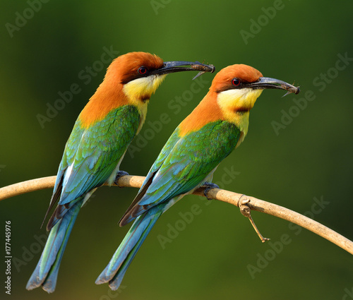 Pair of Chestnut-headed Bee-eater (merops leschenaulti) beautiful orange head and green wing birds perching on the branch picking bee in theirs bills to feed chicks in the hole nest, exotic nature
