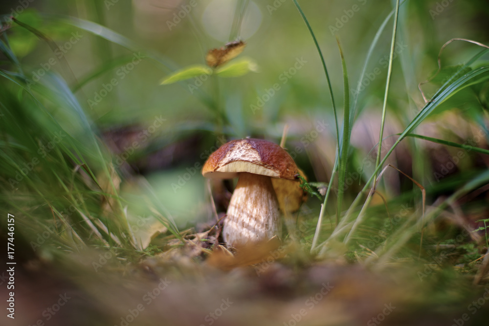 Boletus edulis (penny bun, cep, porcino or porcini)