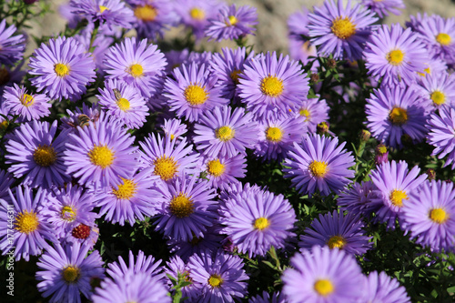 Fleabane or Erigeron with blue flowers on flowerbed. Daisies with blue petals and bright yellow centers
