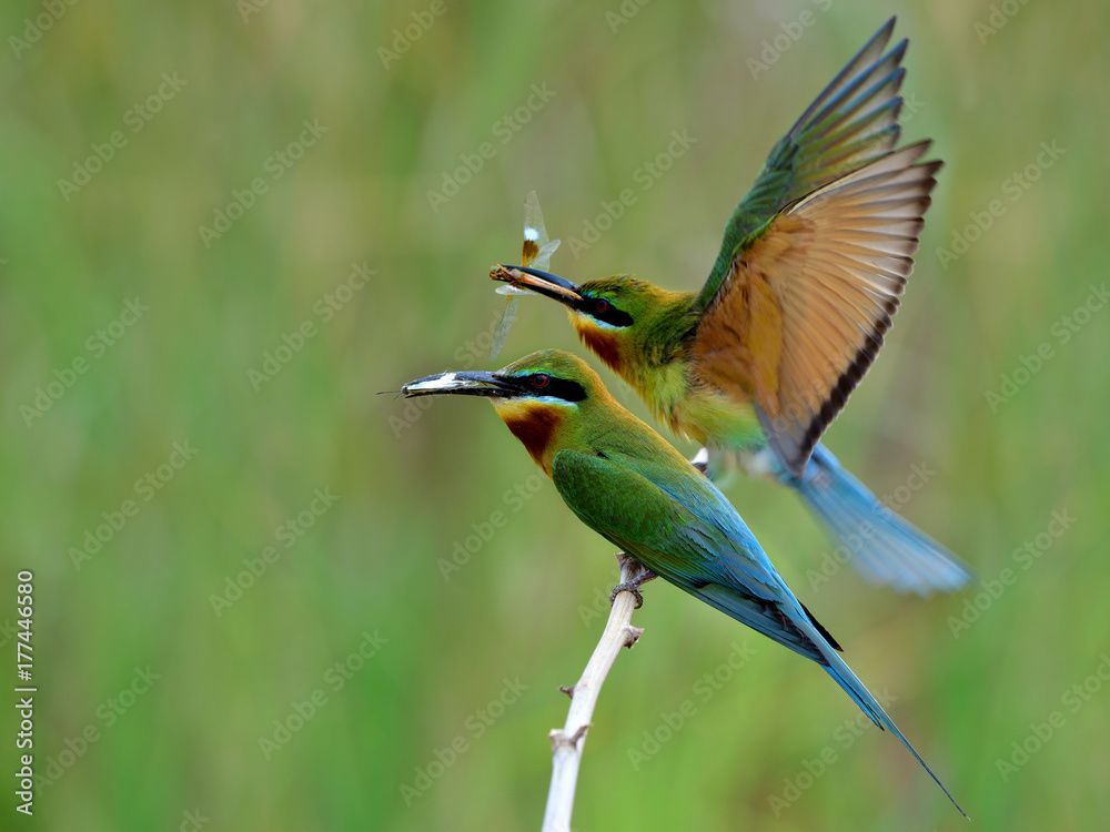 Obraz premium Parents of Blue-tailed Bee-eater perching on branch carrying insect and butterfly to feed their chicks in nest hole, lovely bird family