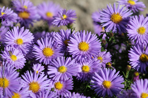 Fleabane or Erigeron with blue flowers on flowerbed. Daisies with blue petals and bright yellow centers