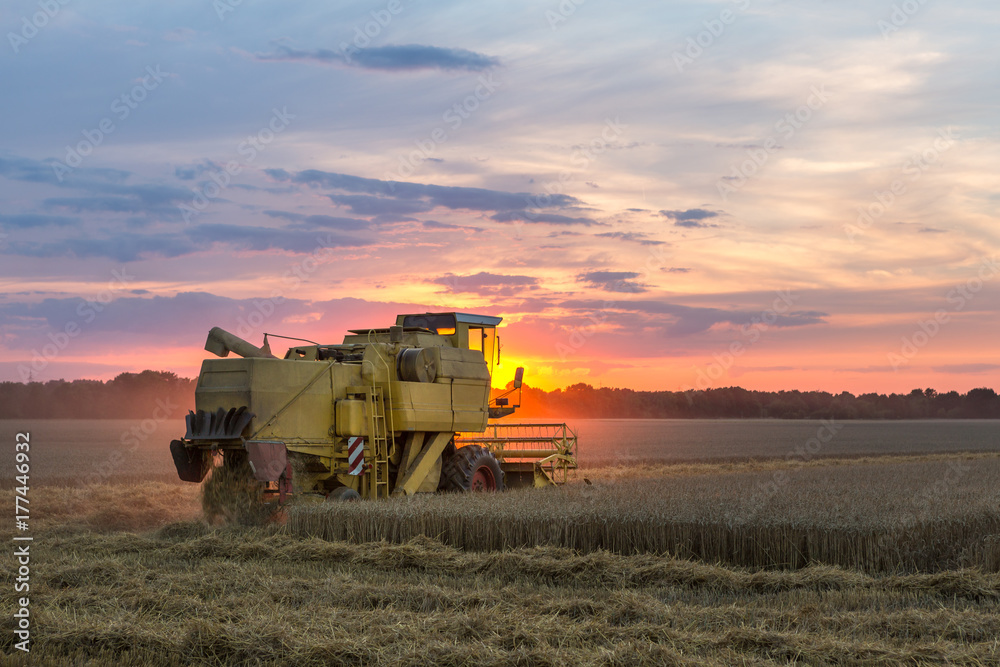 Naklejka premium Mähdrescher bei Sonnenuntergang bearbeitet ein Getreidefeld, düstere Stimmung