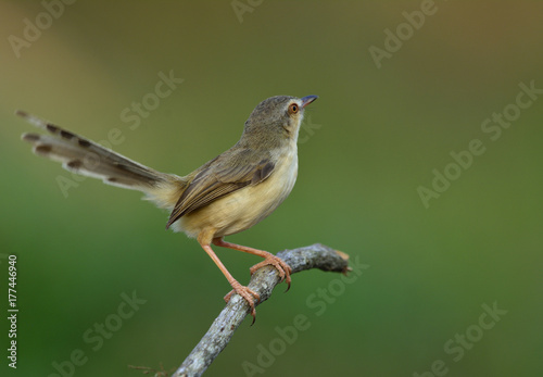 Plain Prinia (Prinia inornata) beautiful grey bird perching on a mossy stick with moving tail over green blur background, fascinated nature