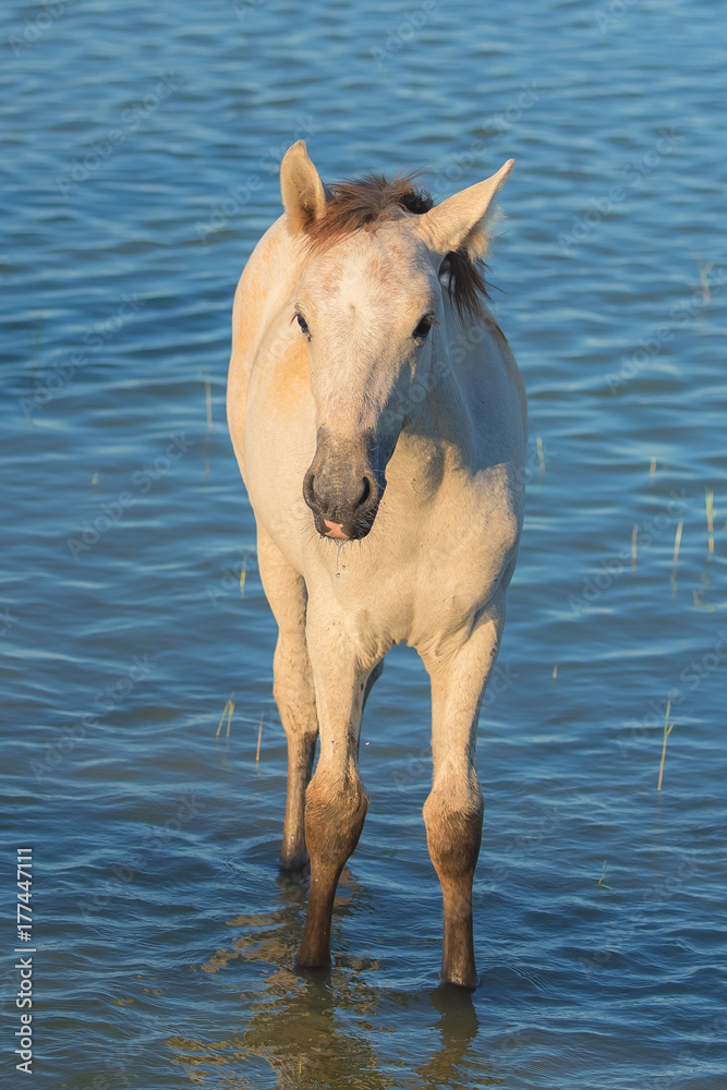 White horse walking in water in the swamps, in the evening light
White horse walking in water in the swamps, in the evening light